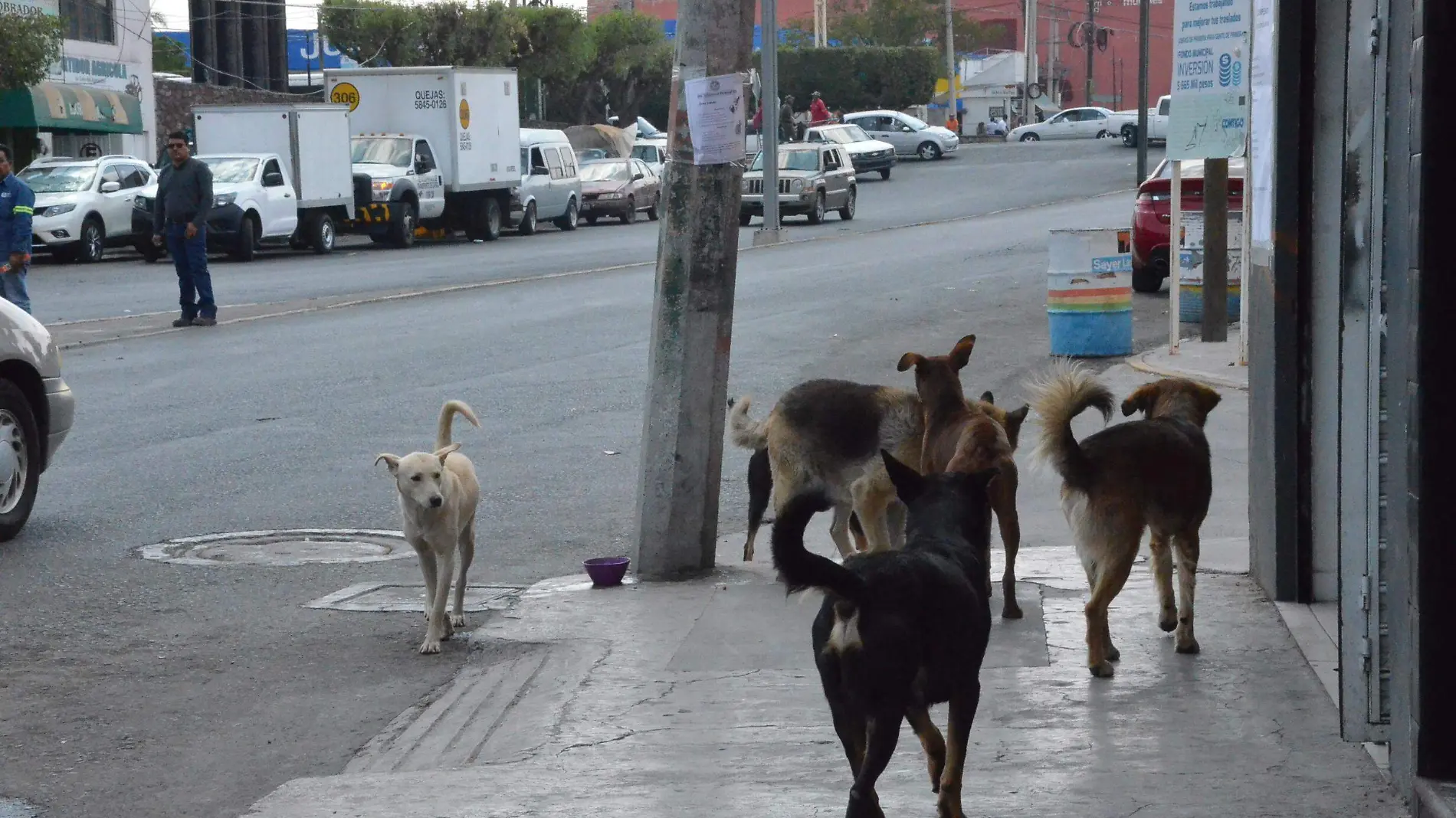 En cinco años podría tenerse control sobre el crecimiento de la población animal.